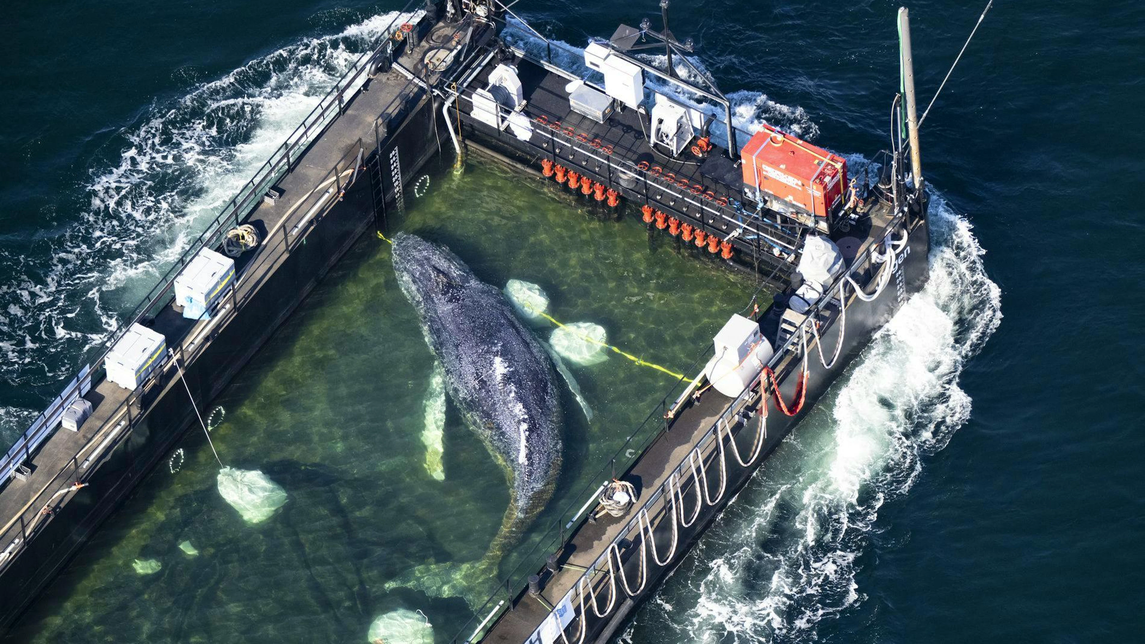 «Le pire est déjà derrière elle» le feuilleton de la baleine Timmy — free download